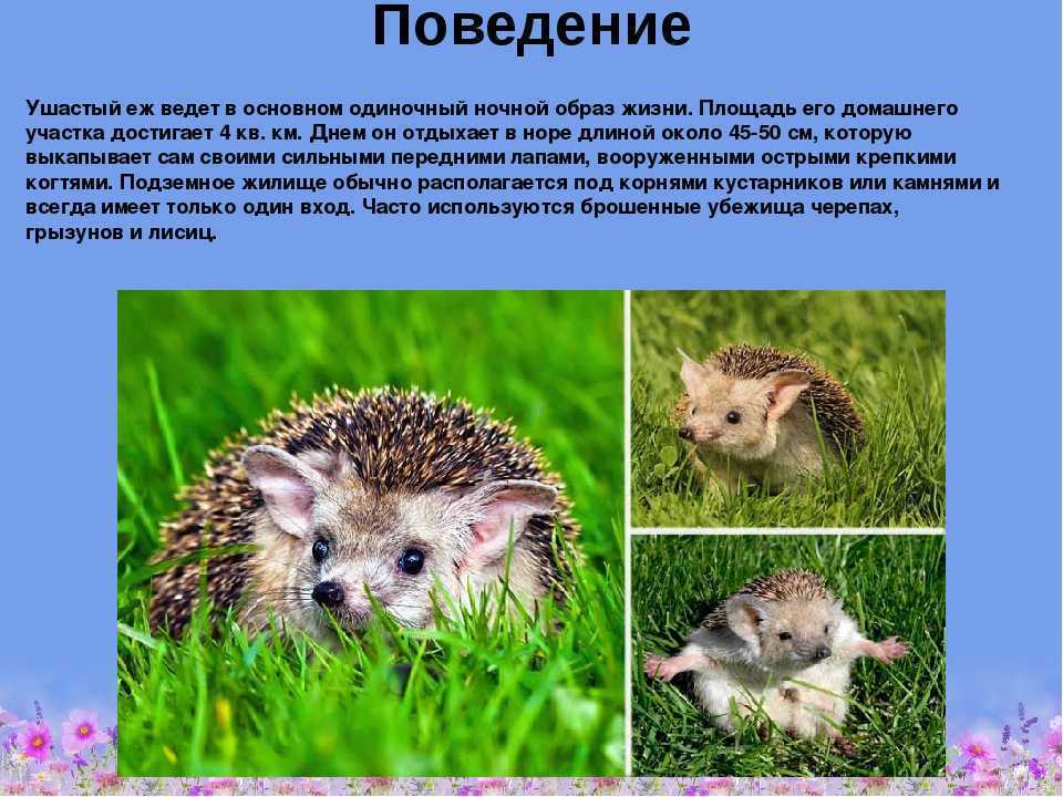 Еж обыкновенный ️ описание животного, чем питаются и где живут, интересные факты