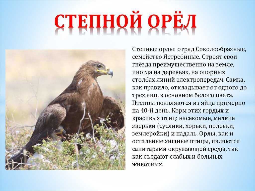 Виды орлов, их особенности, названия, образ жизни и фото птиц | живность.ру