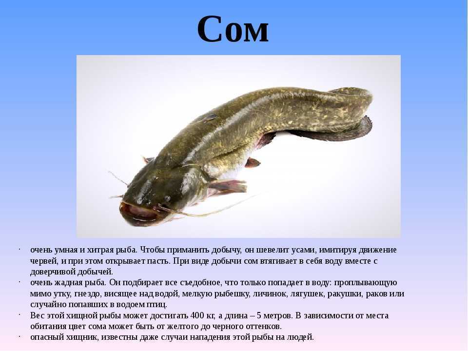 Сом - подробное описание и фото рыбы: где обитает, чем питается