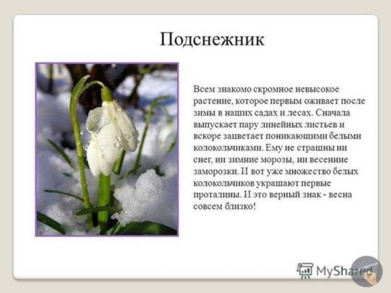 Рассказ о подснежнике, 1-2 класс. окружающий мир