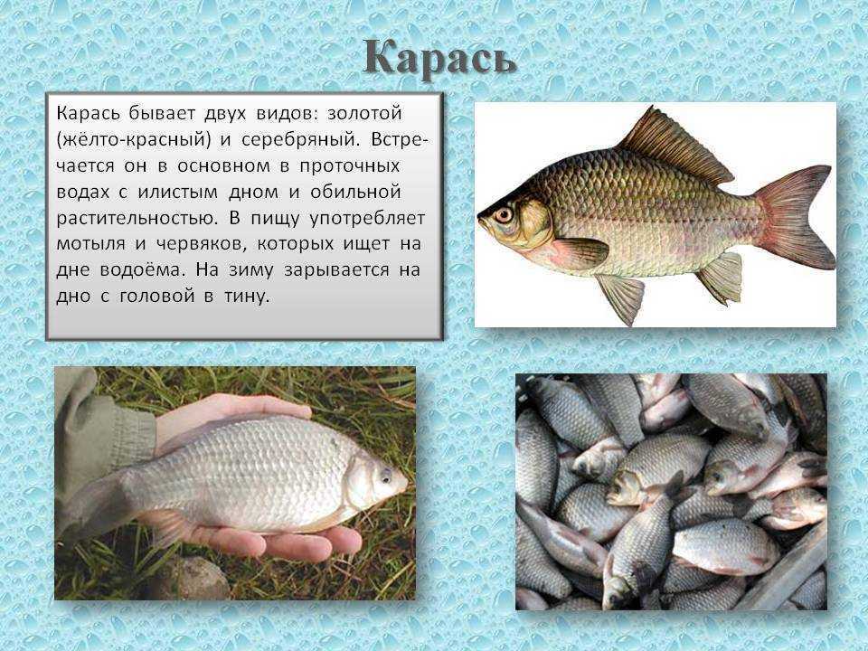 Рыбы доклад 7 класс