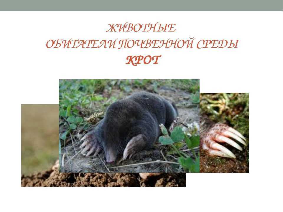 Крот