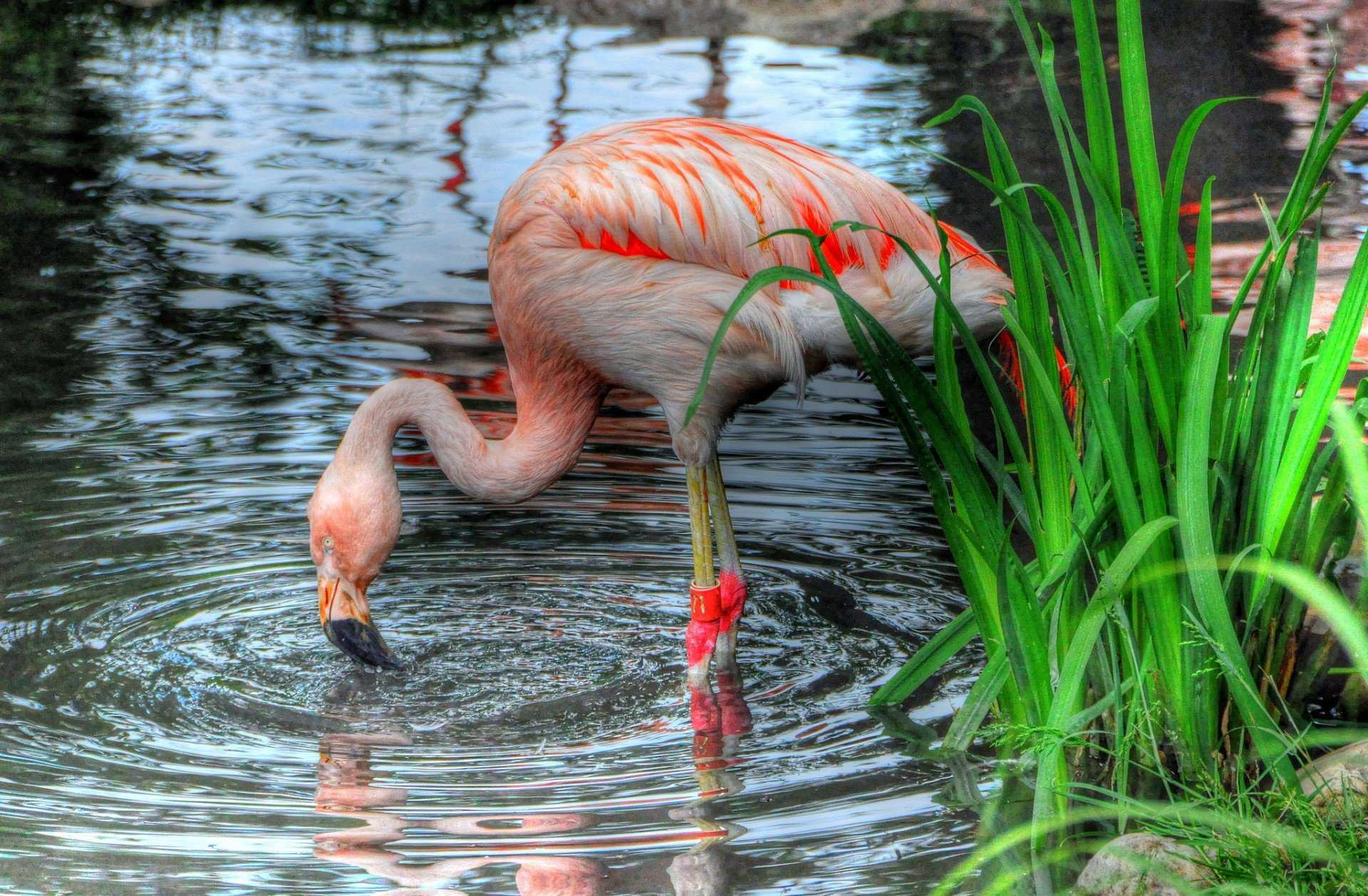 Розовый фламинго. образ жизни и среда обитания розового фламинго