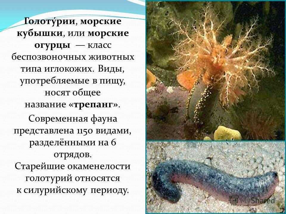 Беспозвоночные: характеристика, классификация, примеры, системы
