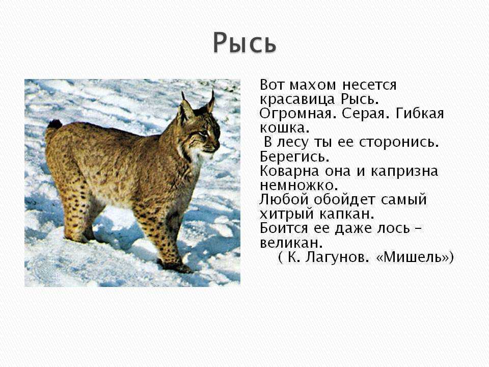 Рысь обыкновенная | мир животных и растений