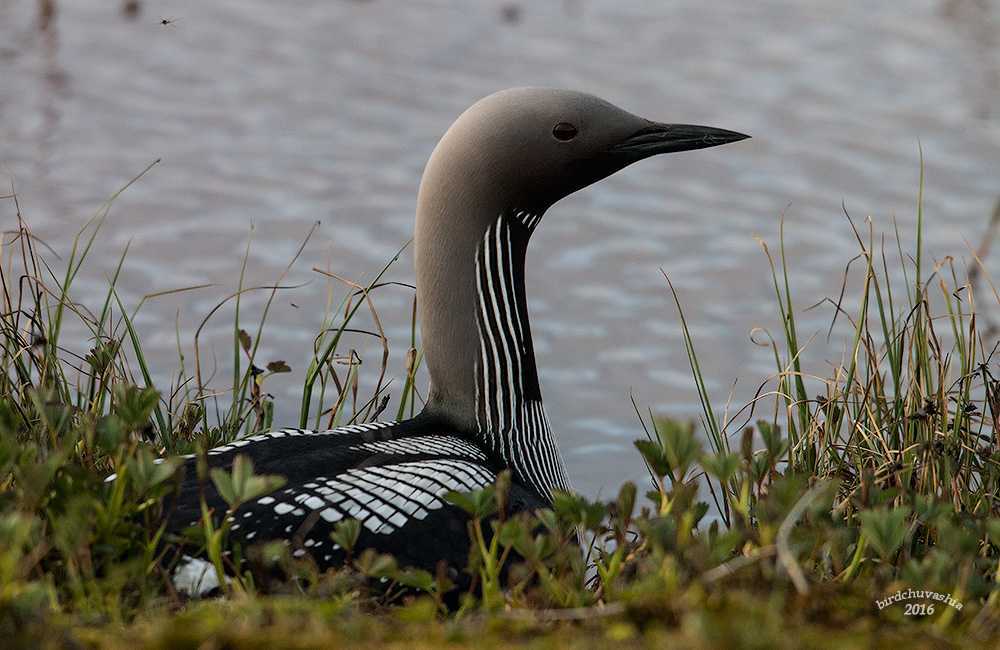 Бескрылая гагарка pinguinus impennis