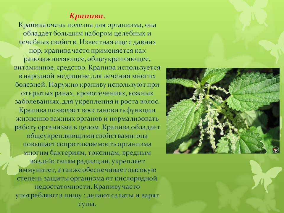 Использование крапивы в быту