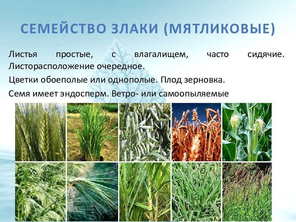 Крупы и злаки: польза и вред