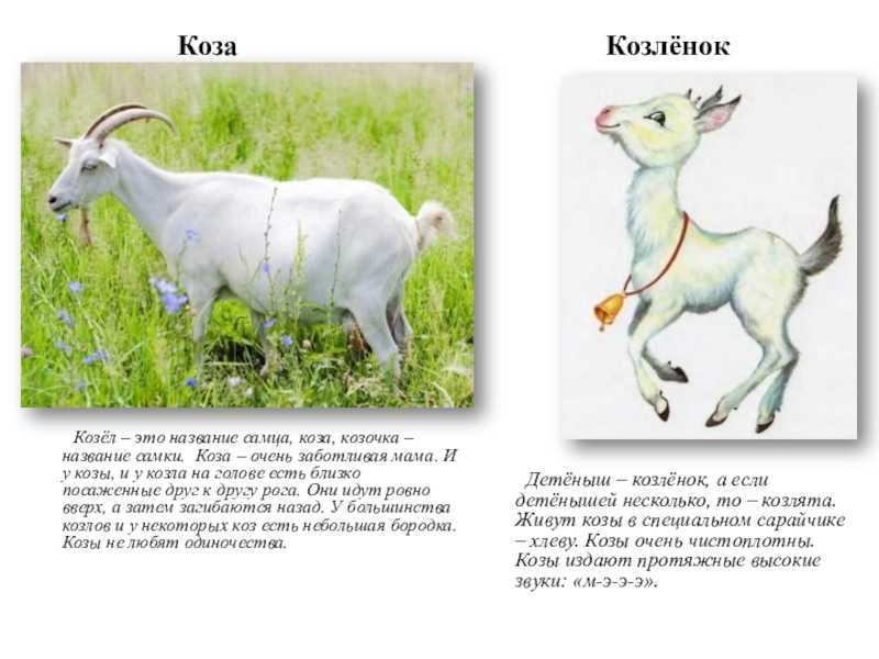 Сообщение на тему коза (доклад)