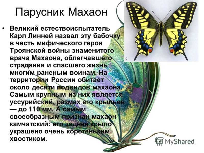 Бабочка махаон: описание, интересные факты для детей. что любят бабочки махаон в домашних условиях, сколько живут? какого цвета бывают бабочки махаоны: фото. парусник-махаон - самая красивая наша бабо