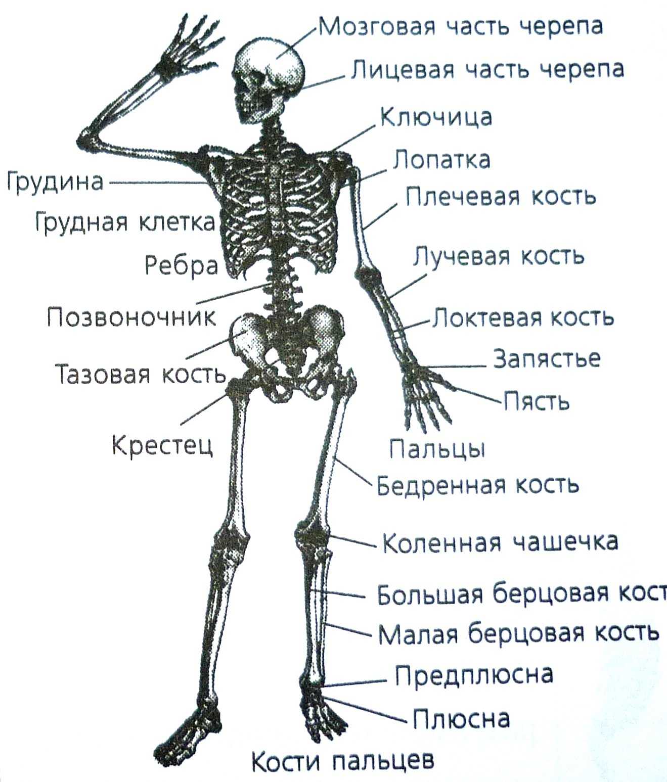 Скелет с названиями костей на русском языке. Строение скелета кости. Кости туловища человека анатомия. Строение скелета с названием костей. Основные части скелета человека 1 класс.