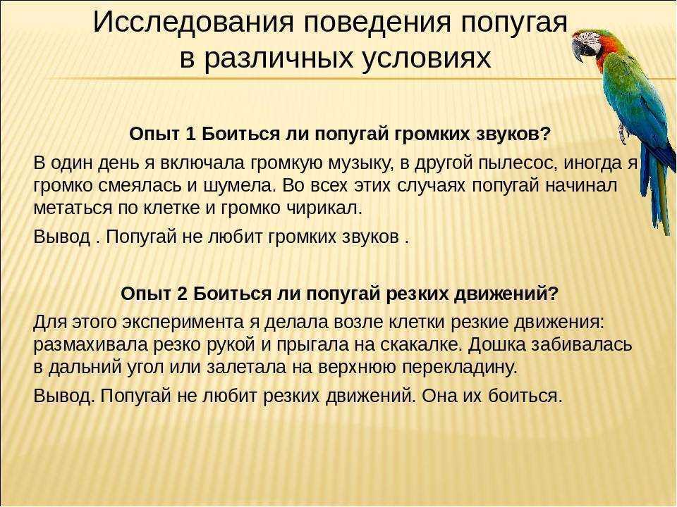 Проект про попугая