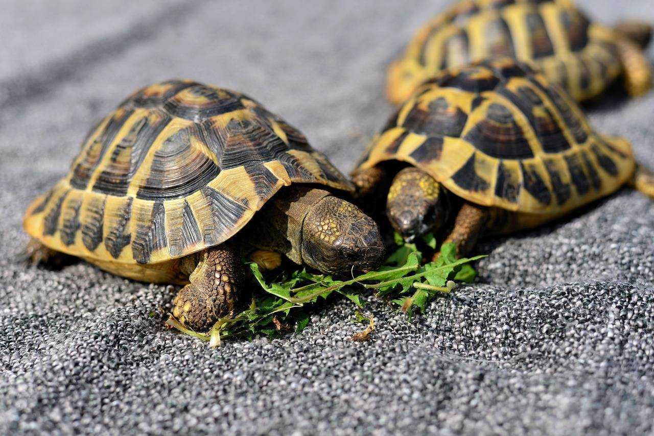 Черепаха и Черепашонок. Пресмыкающиеся черепахи. Черепахи Turtle Tortoise. 4 Черепашат. Питомцы черепахи