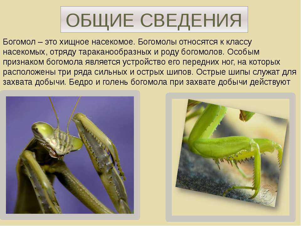 Богомол – насекомое-инопланетянин