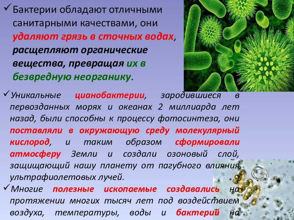 Виды микроорганизмов влияющих на организм человека схема обж