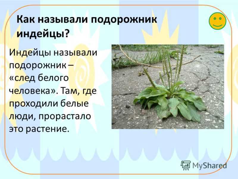 Почему растение подорожник так назвали. Подорожник. Почему растение называют подорожник. След белого человека растение. Почему растение подорожник так названо.