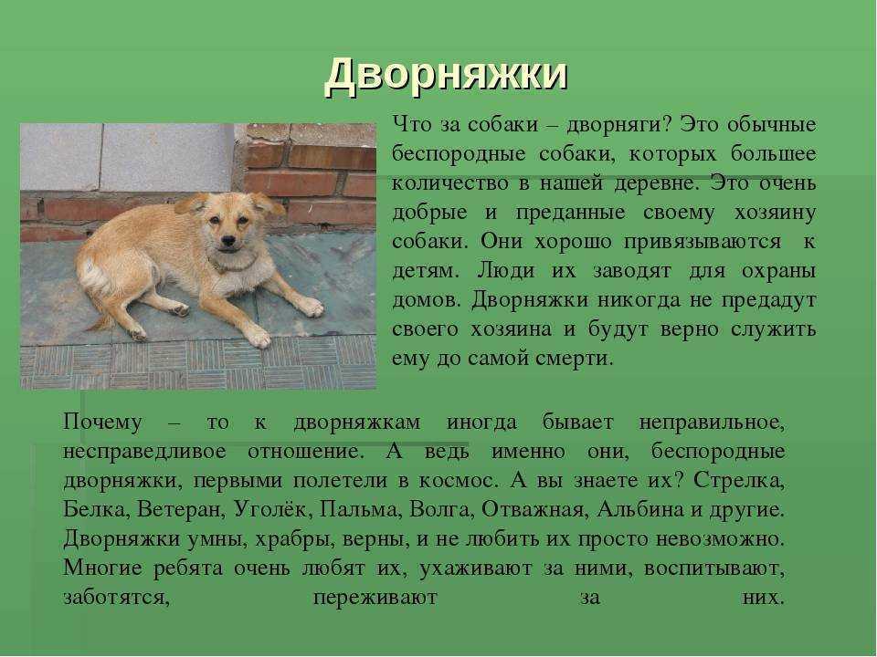 Сочинение на тему: моя собака: (6 вариантов и 8 похожих топиков)