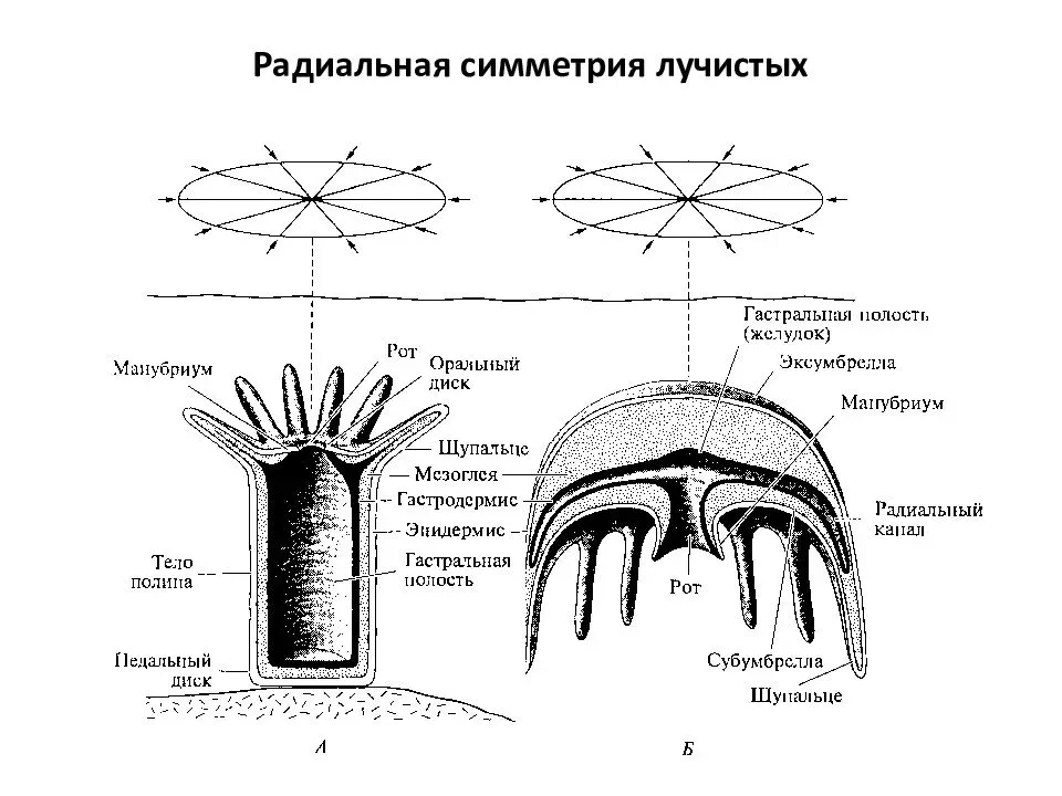 Медуза это животное: среда обитания, характеристика и особенности