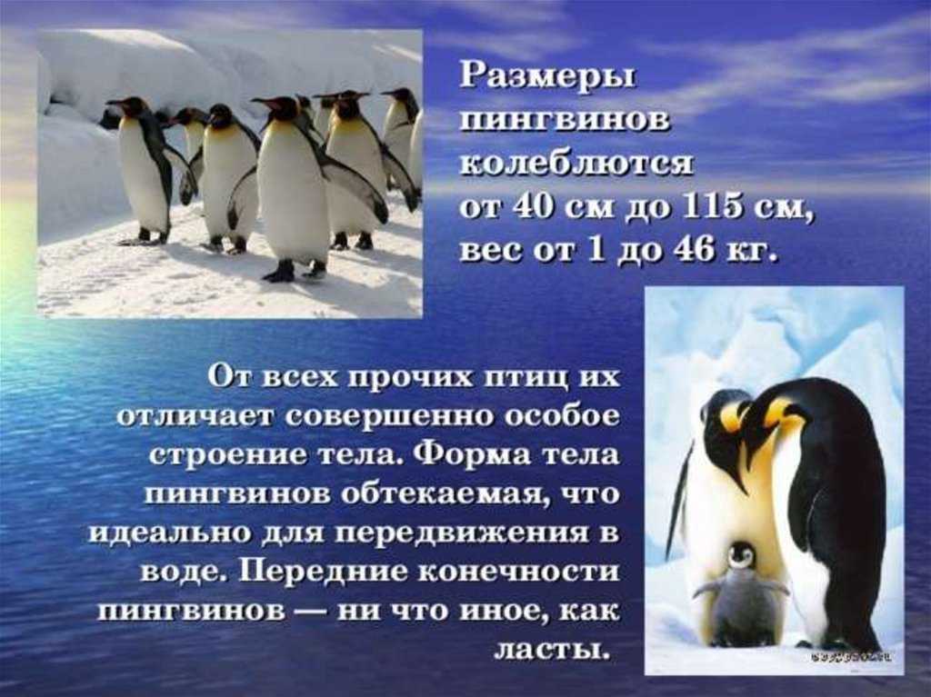 Про пингвинов рассказ читать. Сведения о пингвинах. Описание пингвина. Презентация на тему пингвины. Форма тела пингвина.