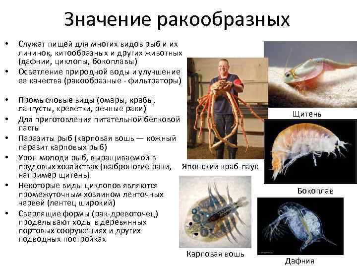 Тема: многообразие ракообразных, их значение в природе и жизни человека | авторская платформа pandia.ru