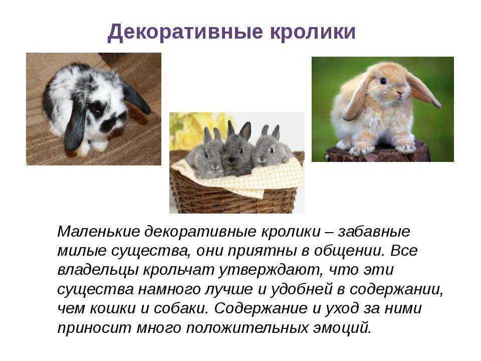 К каким животным относятся кролики. Сведения о кроликах домашних. Презентация о домашнем животном декоративном кролике. Рассказать о кролике. Факты о декоративных кроликах.