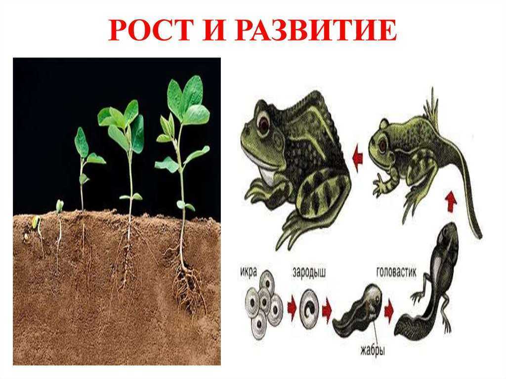 Рост и развитие презентация