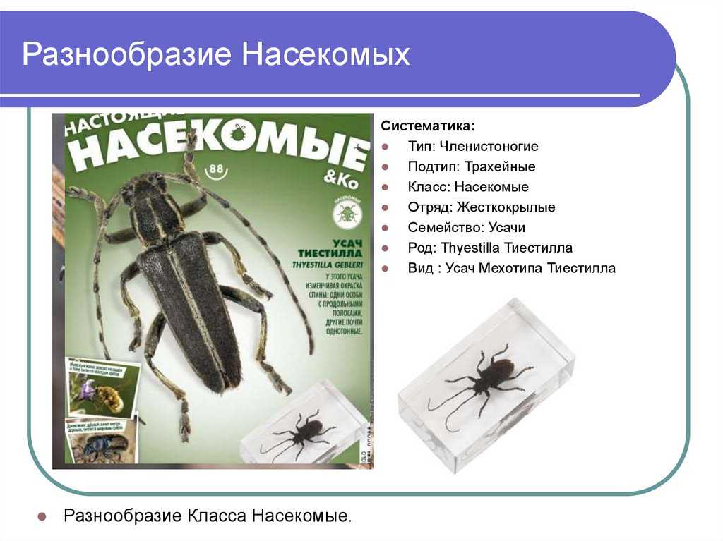 Жуки
