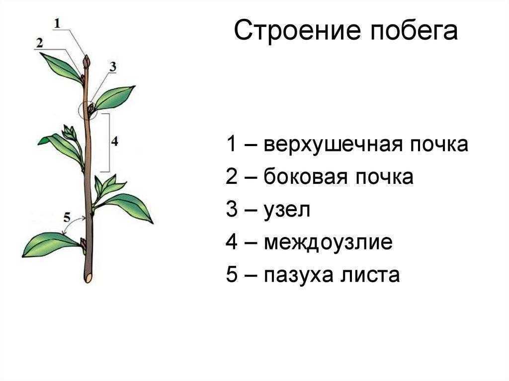Строение и значение побегов  доклад, проект