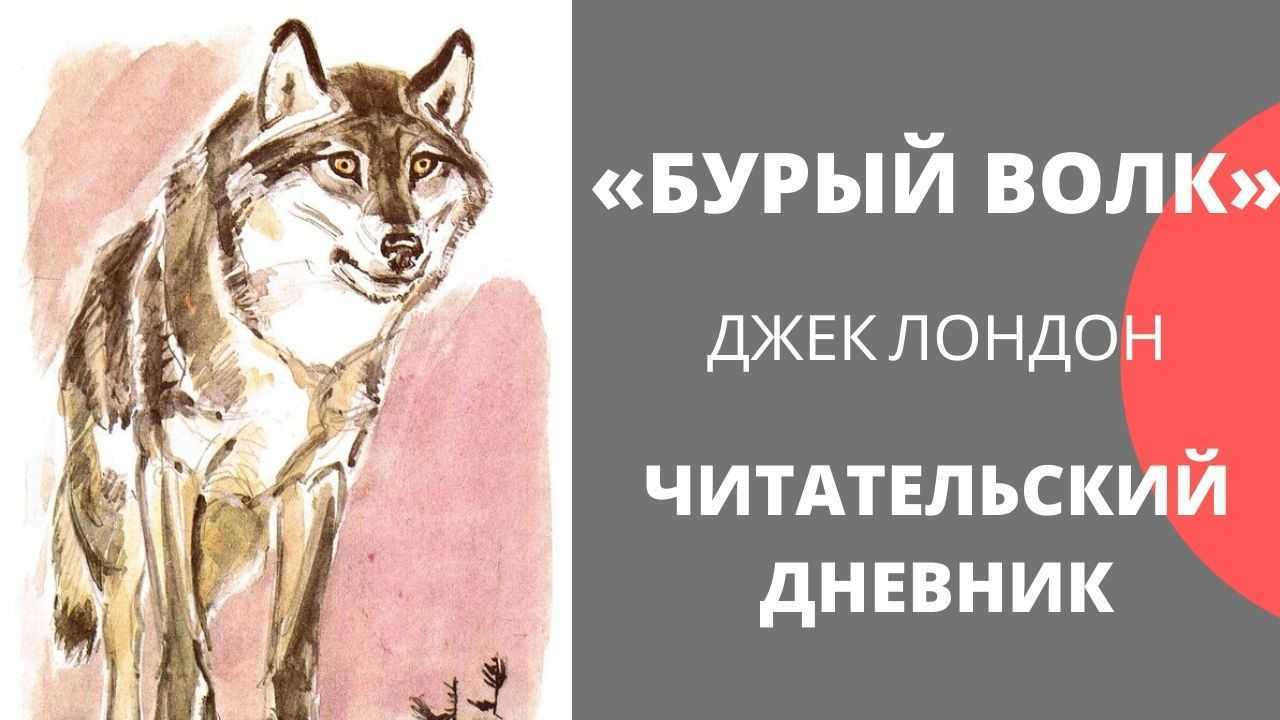 Белый клык рисунок для читательского дневника