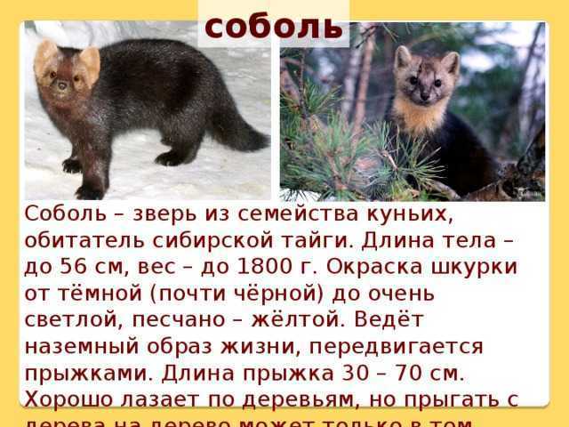 Сообщение про коалу - описание, образ жизни и интересные факты о травоядном животном