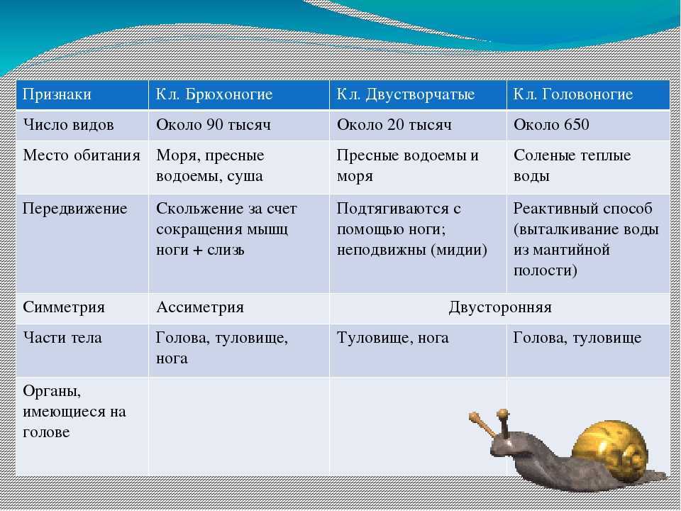 Презентация по биологии 7 класс моллюски класс головоногие