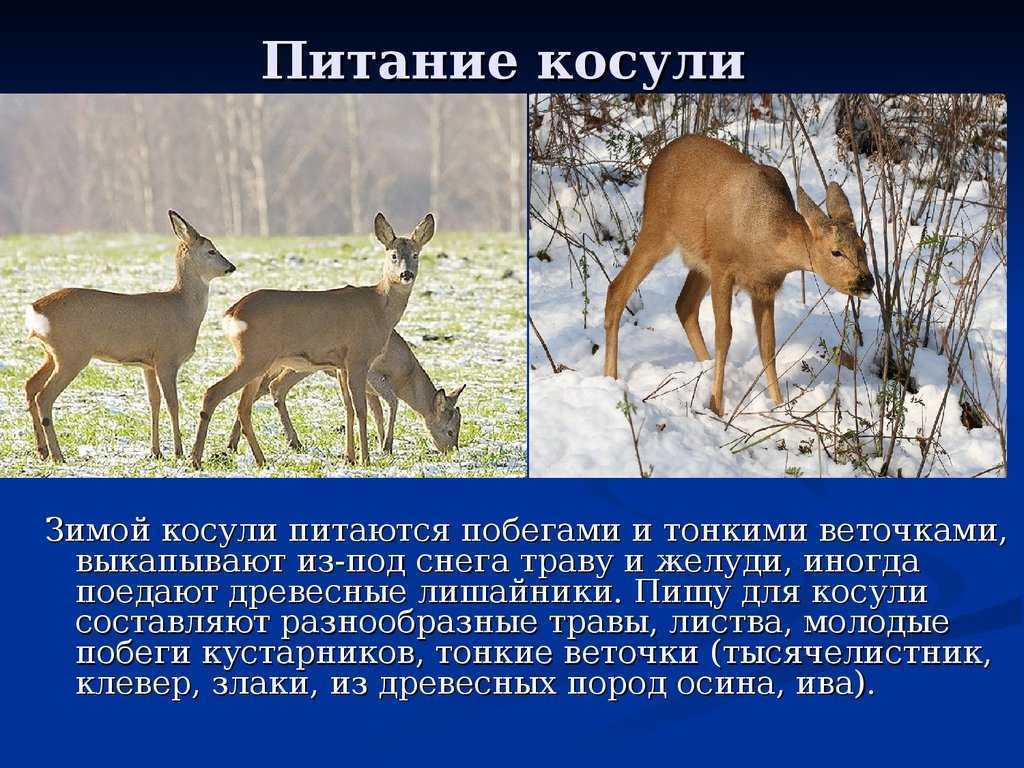 Косуля животное. описание, особенности, виды, образ жизни и среда обитания косули | живность.ру