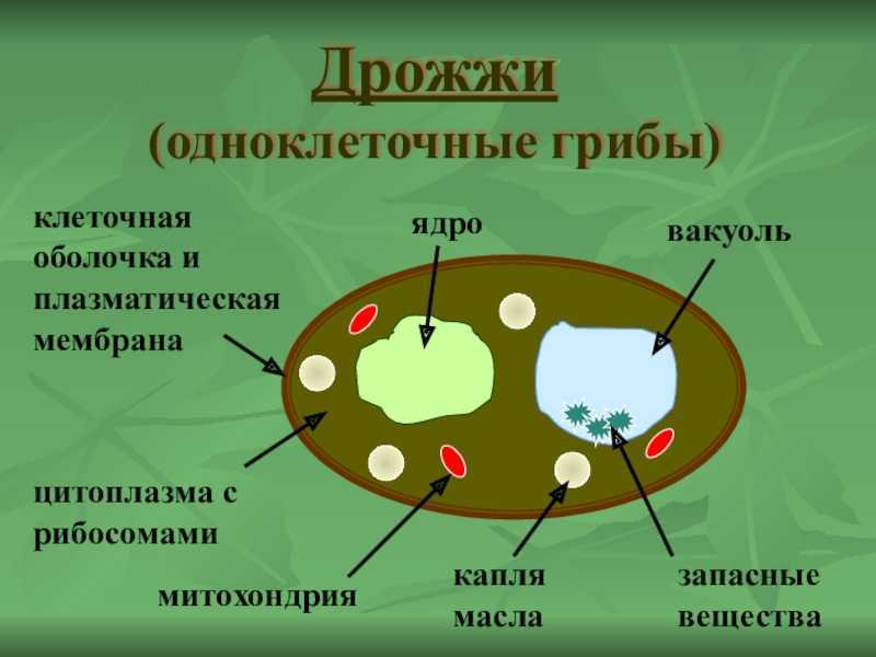 Одноклеточные грибы рисунок