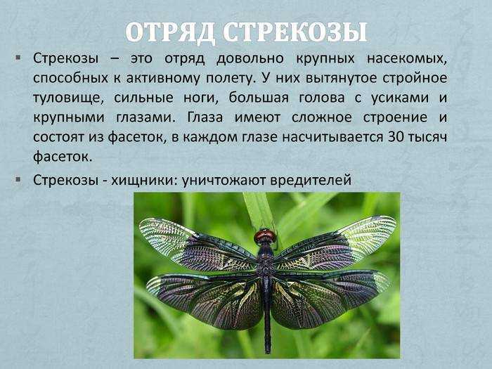 Сообщение про стрекоз ️ описание и общая характеристика насекомых