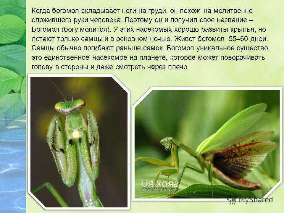 Богомол (89 фото) - описание, виды, где обитает, чем питается