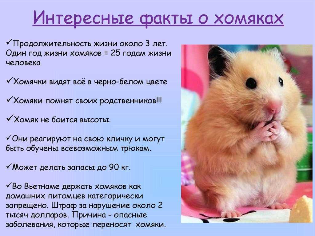 Хомяк
