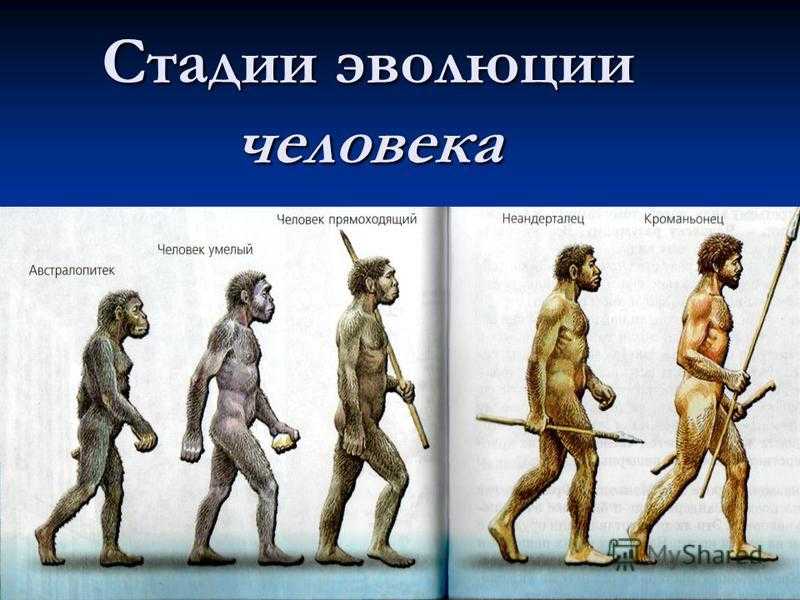 Происхождение и этапы эволюции. Ступени развития человека хомо сапиенс. Этапы эволюции человека. Стадии развития человека. Этапыэвалици человека.