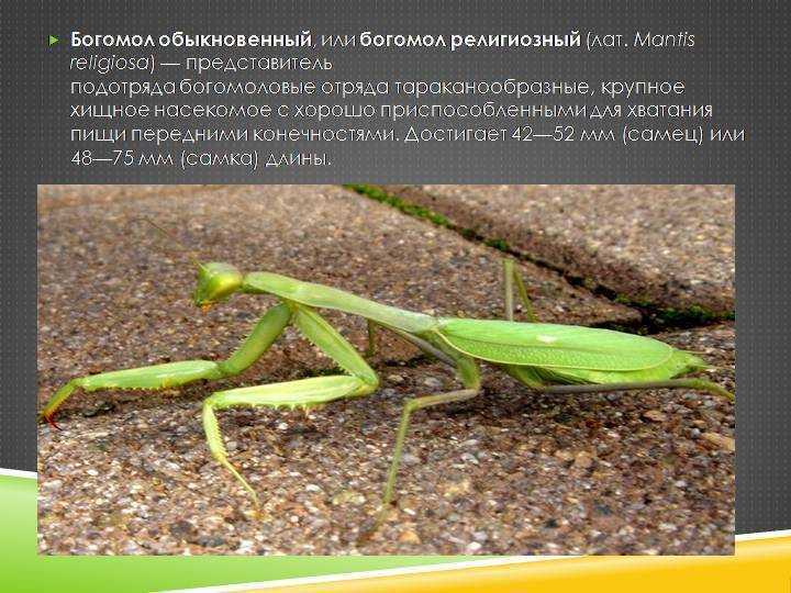 Богомол