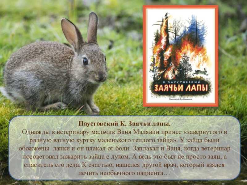 «заячьи лапы» краткое содержание за 1 минуту и подробно за 3 минуты