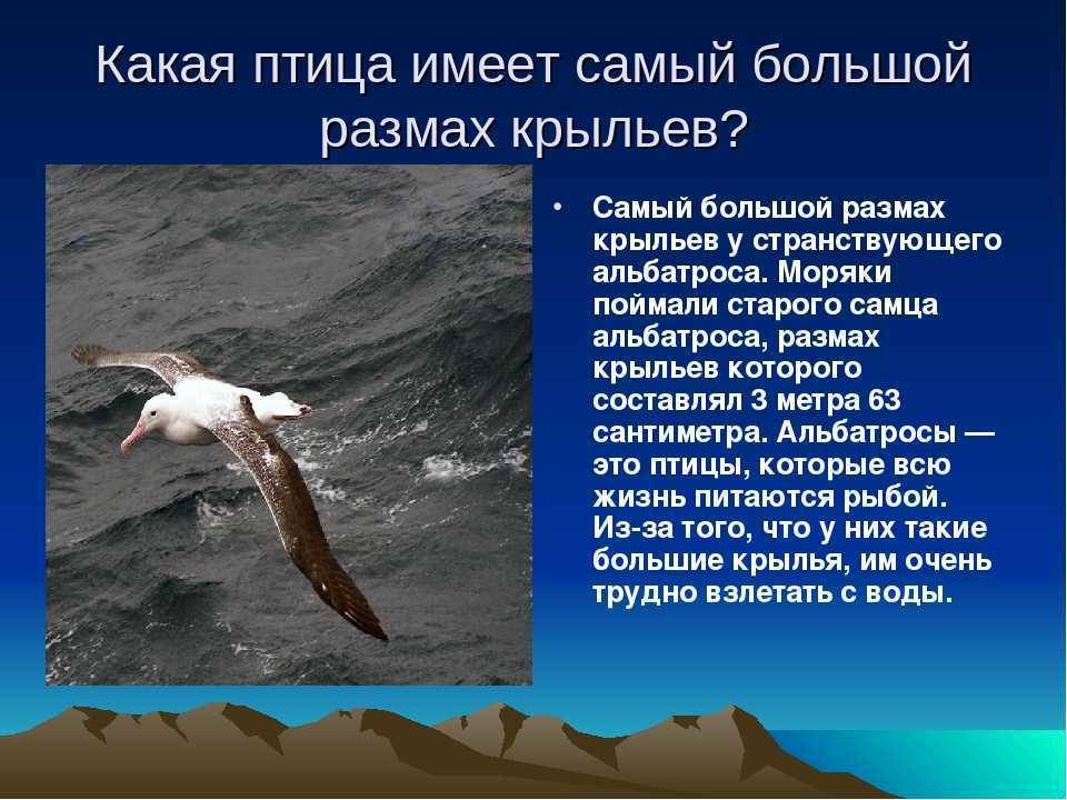 Необычные медузы