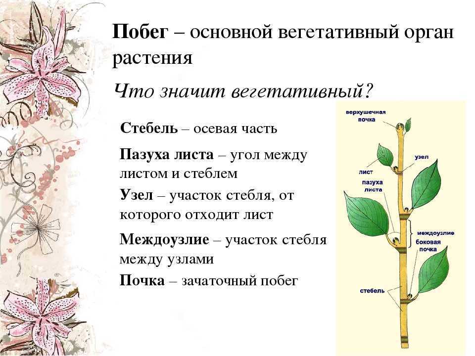 Побег биология краткое содержание. Побег стебель строение и функции почка. Побег это основной вегетативный орган растения. Строение побега вкратце. Тема побег и почки 6 класс биология.