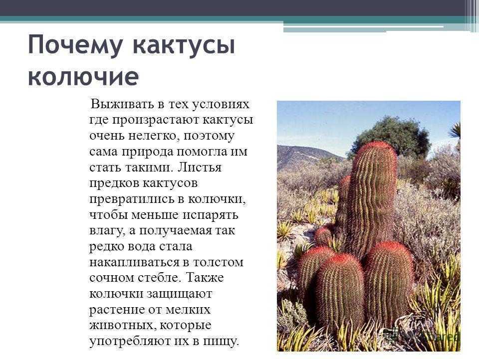 Комнатный кактус: родина растения, страна происхождения