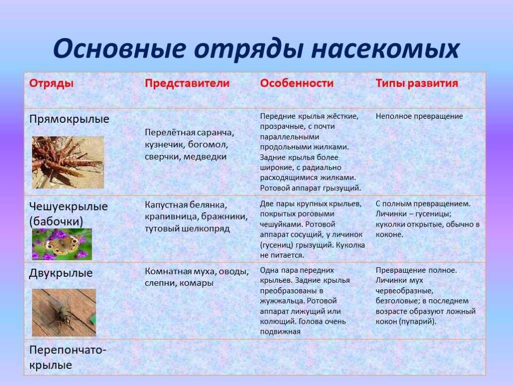 Значение жуков биология 7 класс кратко