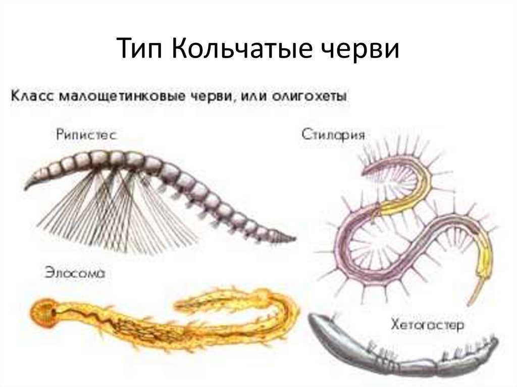 Какие особенности кольчатых червей. Тип кольчатые черви класс Малощетинковые. Малощетинковые дождевой червь. Тип кольчатые черви олигохеты. Кольчатые черви Малощетинковые черви.