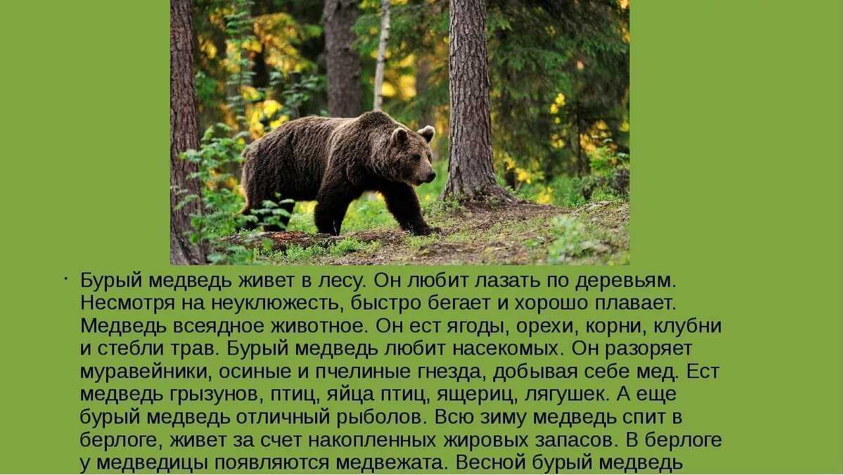 Описание медведя. Рассказ о медведе. Бурый медведь описание. Текст про бурого медведя. Написать эссе о диких животных