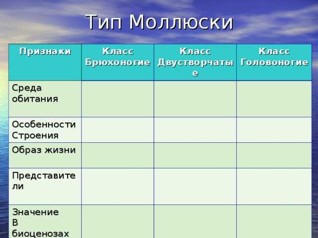 Характеристика класса моллюсков биология 7 класс таблица