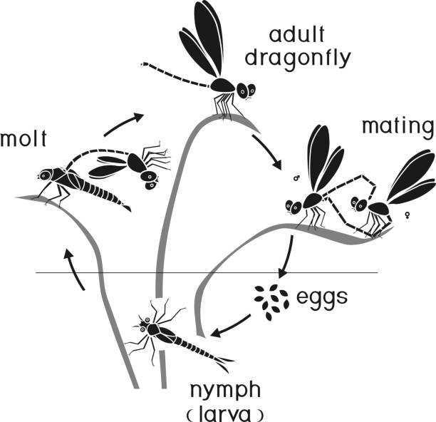 Схема развития стрекозы