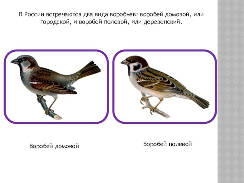 Воробей полевой и домовой отличия фото