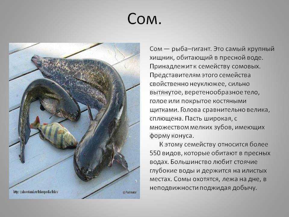 Рыба сом - описание, повадки и способы ужения
