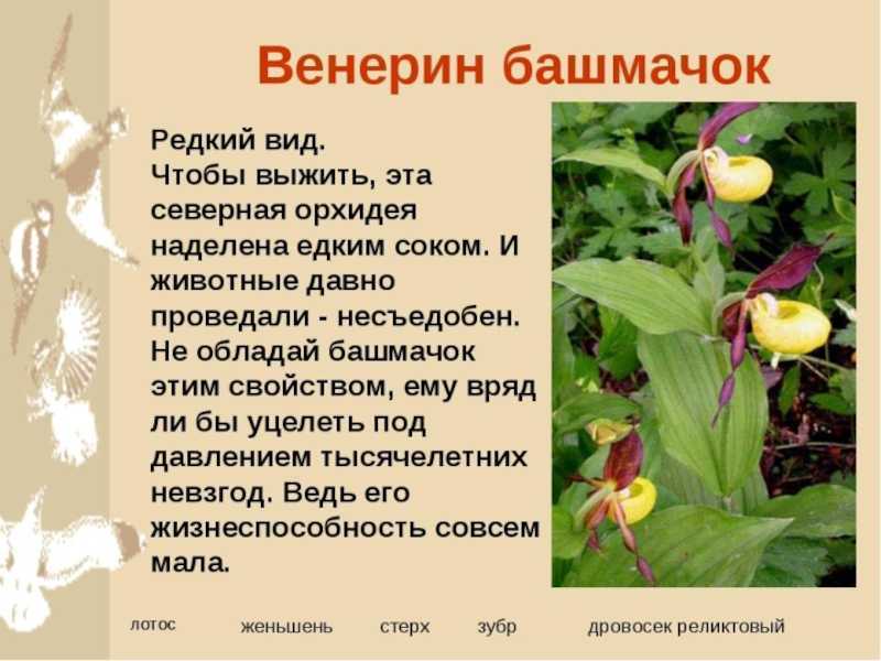 Венерин башмачок фото и описание красная книга